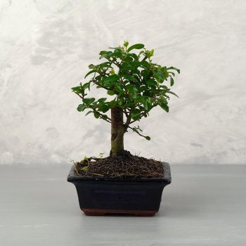 Ligustrum chinesis (Kínai fagyal) bonsai