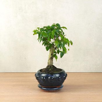 Ligustrum chinesis (Kínai fagyal) bonsai