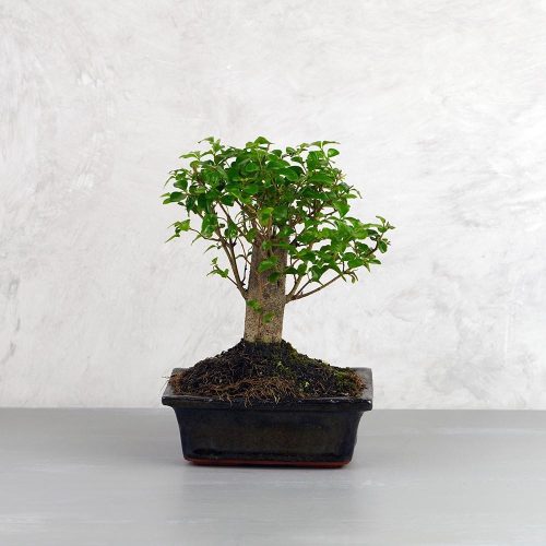 Ligustrum chinesis (Kínai fagyal) bonsai