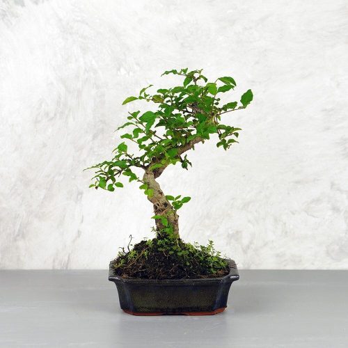 Ligustrum chinesis (Kínai fagyal) bonsai
