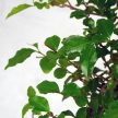 Ligustrum chinesis (Kínai fagyal) bonsai