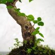 Ligustrum chinesis (Kínai fagyal) bonsai