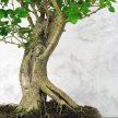 Ligustrum chinesis (Kínai fagyal) bonsai
