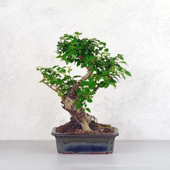 Ligustrum chinesis (Kínai fagyal) bonsai