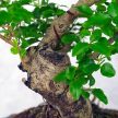 Ligustrum chinesis (Kínai fagyal) bonsai