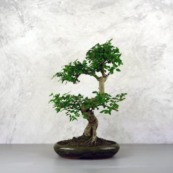 Ligustrum chinesis (Kínai fagyal) bonsai