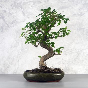 Ligustrum chinesis (Kínai fagyal) bonsai