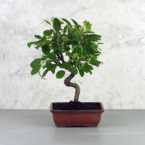 Malus (Díszalma) bonsai - hajlított törzsű