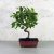 Malus (Díszalma) bonsai - hajlított törzsű