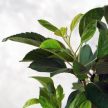 Malus (Díszalma) bonsai - hajlított törzsű