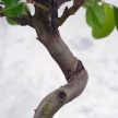 Malus (Díszalma) bonsai - hajlított törzsű