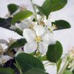Malus (Díszalma) bonsai - hajlított törzsű