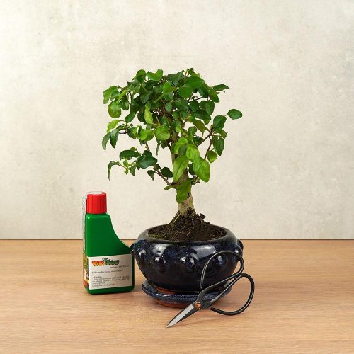 Bonsai ajándékcsomag - Ligustrum chinesis