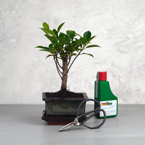Bonsai ajándékcsomag - Ficus retusa