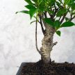 Bonsai ajándékcsomag - Ficus retusa