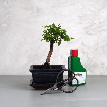 Bonsai ajándékcsomag - Sagaretia