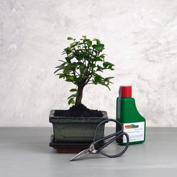 Bonsai ajándékcsomag - Ulmus parvifolia