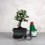 Bonsai ajándékcsomag - Ulmus parvifolia