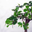 Bonsai ajándékcsomag - Ulmus parvifolia