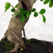 Bonsai ajándékcsomag - Ulmus parvifolia