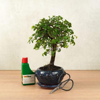 Bonsai ajándékcsomag - Ulmus parvifolia
