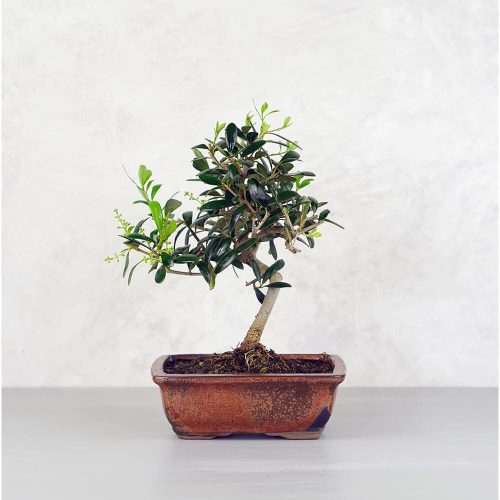 Olea (Olajfa) bonsai