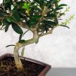 Olea (Olajfa) bonsai
