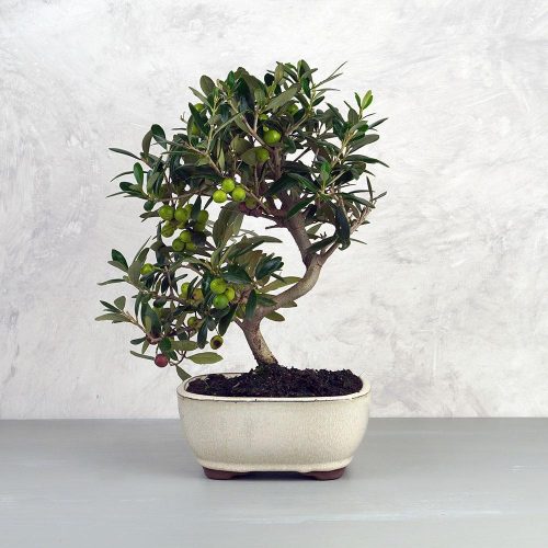 Olea (Olajfa) bonsai