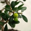 Olea (Olajfa) bonsai