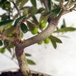 Olea (Olajfa) bonsai