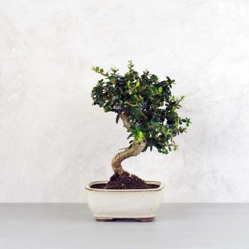 Olea (Olajfa) bonsai