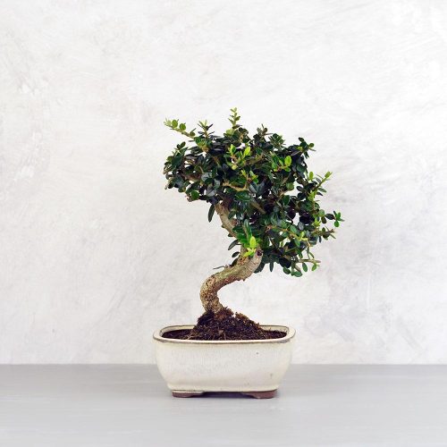 Olea (Olajfa) bonsai
