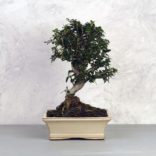 Olea (Olajfa) bonsai