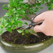 Bonsai olló