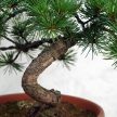Pinus parviflora (Japán selyemfenyő) bonsai