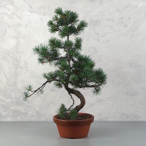 Pinus parviflora (Japán selyemfenyő) bonsai