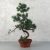 Pinus parviflora (Japán selyemfenyő) bonsai