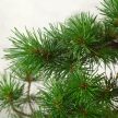 Pinus parviflora (Japán selyemfenyő) bonsai