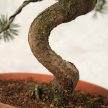Pinus parviflora (Japán selyemfenyő) bonsai