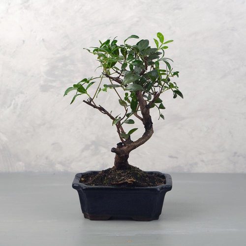 Pistacia lentiscus (Pisztácia) bonsai