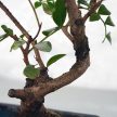 Pistacia lentiscus (Pisztácia) bonsai
