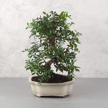 Pistacia lentiscus (Pisztácia) bonsai