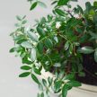 Pistacia lentiscus (Pisztácia) bonsai