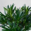 Podocarpus (Kőtiszafa) - hajlított törzsű, 15 cm