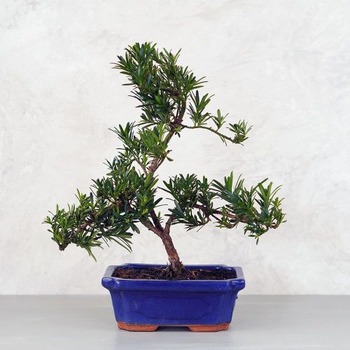 Podocarpus (Kőtiszafa) - hajlított törzsű, 20 cm