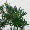 Podocarpus (Kőtiszafa) - hajlított törzsű, 20 cm