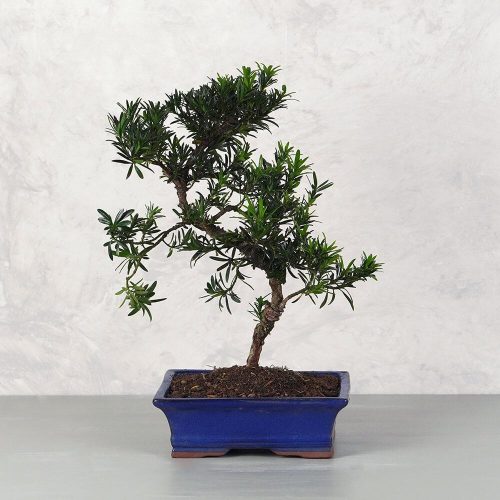 Podocarpus (Kőtiszafa) - hajlított törzsű, 25 cm
