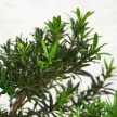 Podocarpus (Kőtiszafa) - hajlított törzsű, 25 cm