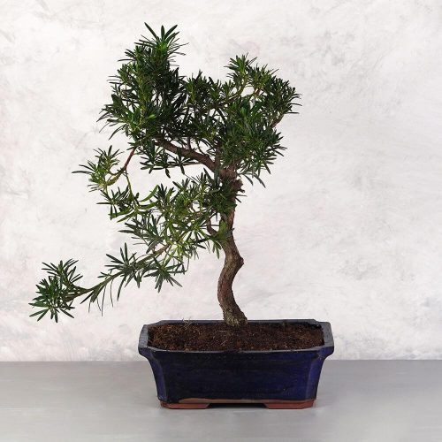 Podocarpus (Kőtiszafa) - hajlított törzsű, 28 cm