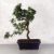 Podocarpus (Kőtiszafa) - hajlított törzsű, 28 cm